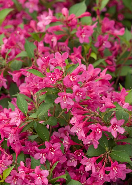 Sonic Bloom® Pink Weigela (WEIGELA SONIC BLOOM® PINK) - 3 gallon 15"