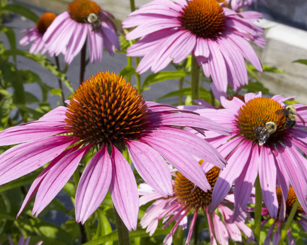 Purple Coneflower (Echinacea purpurea 'Magnus') - QT