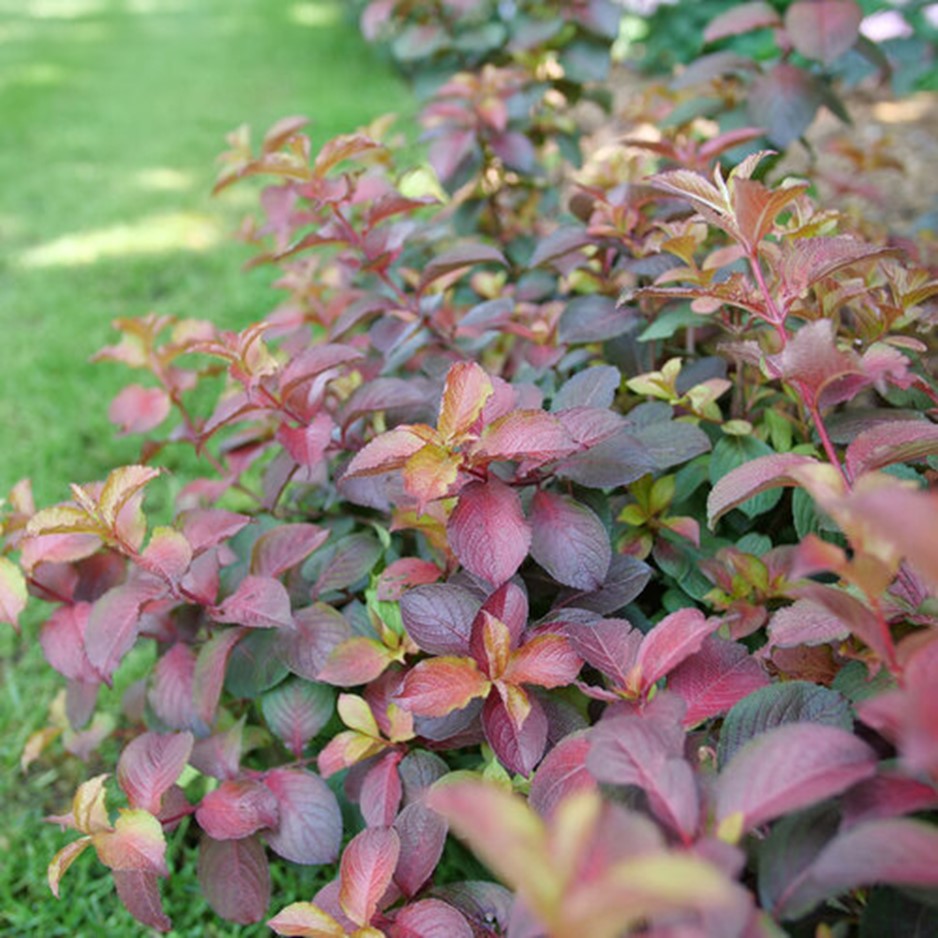 Midnight Sun™ Reblooming Weigela (WEIGELA MIDNIGHT SUN) - 3 gallon 12"