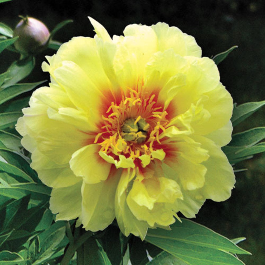 Bartzella Itoh Peony (PAEONIA I BARTZELLA  (YELLOW)) - 2 gallon