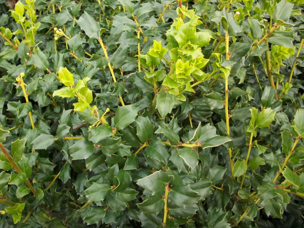 China Boy™ Meserve Holly (ILEX X MES. CHINA BOY) - 3 gallon 15"