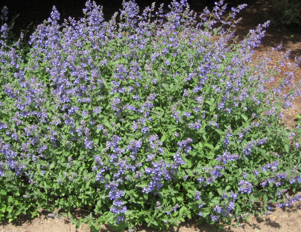 Walker's Low Catmint (NEPETA X WALKERS LOW) - 1 gallon