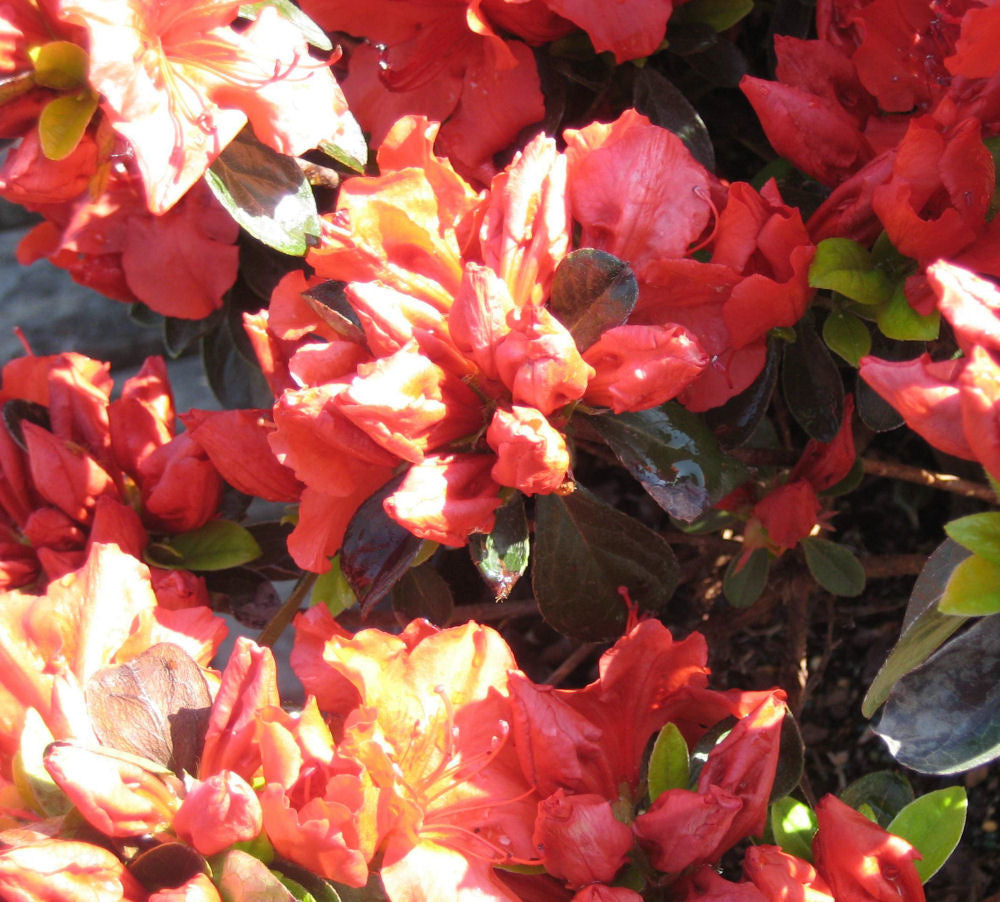 Girard’s Crimson Azalea (AZALEA GIRARDS CRIMSON) - 1 gallon