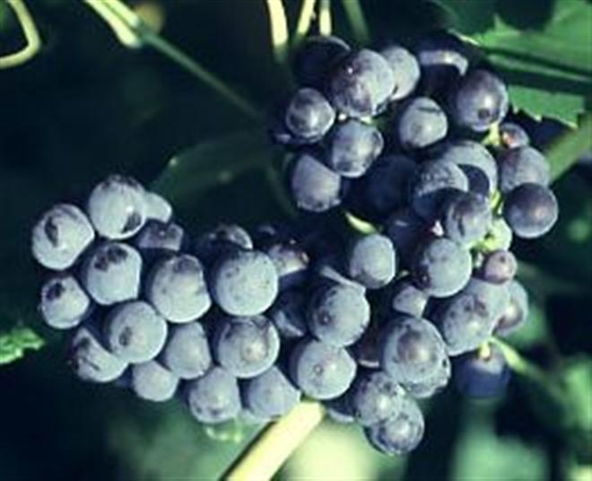 Mars Grape (VITIS MARS) - 1 gallon