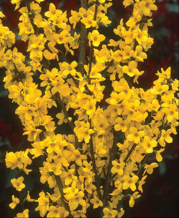 Magical® Gold Forsythia (Forsythia x i. 'Magical Gold') - 3 gallon