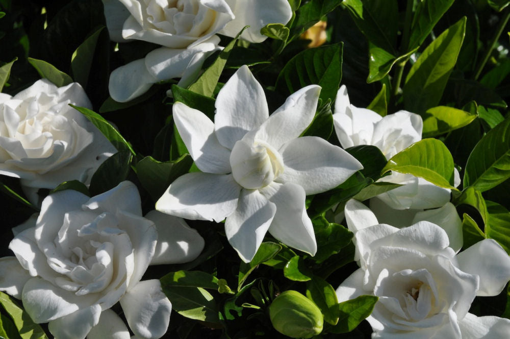 Summer Snow® Gardenia (GARDENIA JAS. SUMMER SNOW) - 1 gallon