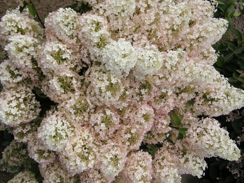 Bobo® Panicle Hydrangea (HYDRANGEA P BOBO) - 3 gallon