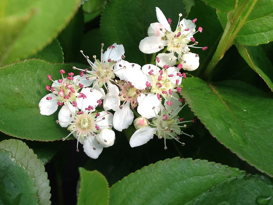 Low Scape Mound® Chokeberry (ARONIA LOW SCAPE MOUND)