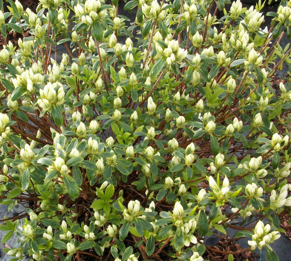 Cascade Azalea (AZALEA CASCADE) - 3 gallon 15"