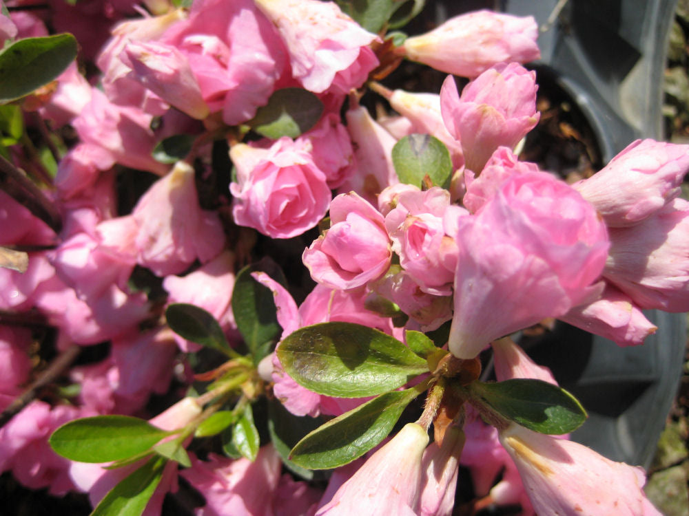 Rosebud Azalea (AZALEA ROSEBUD) - 3 gallon 12"