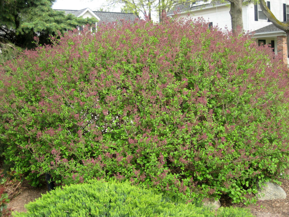 Dwarf Korean Lilac (SYRINGA MEYERI PALIBIN) - 3 gallon 12"