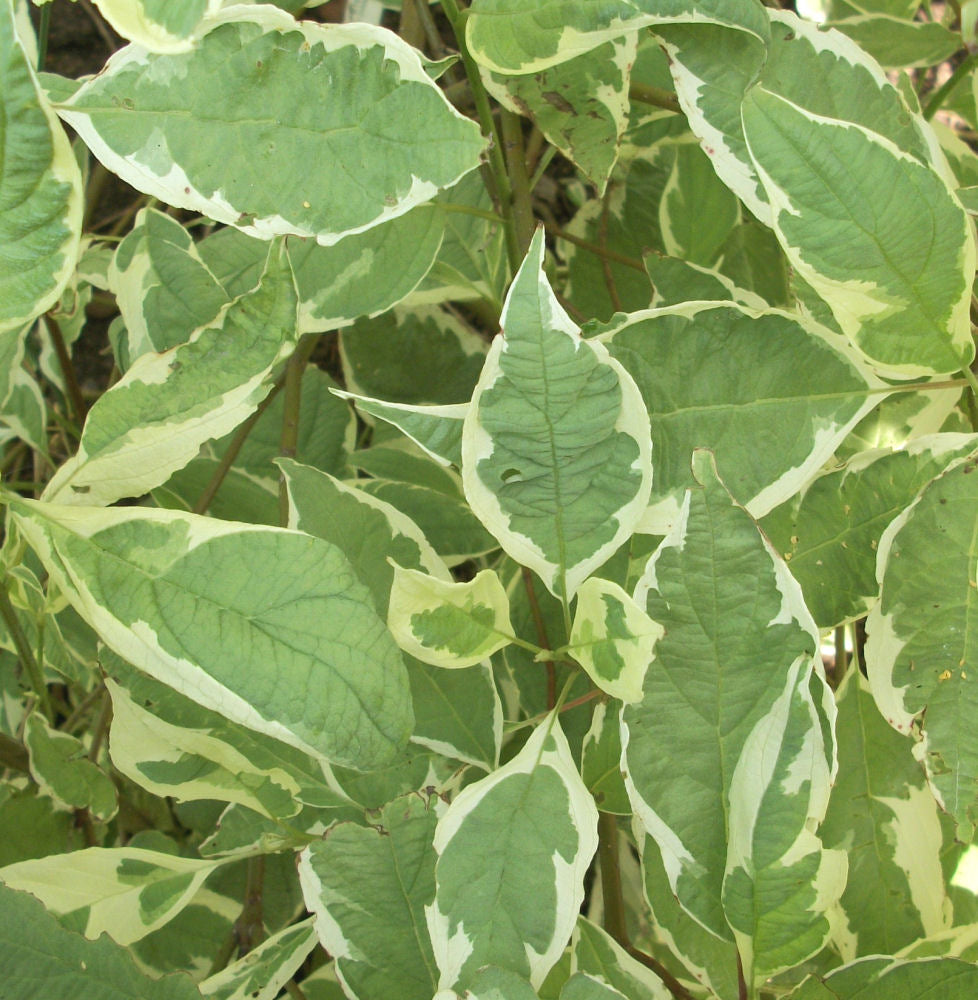 Ivory Halo® Dogwood (CORNUS ALBA BAILHALO) - 3 gallon 18"