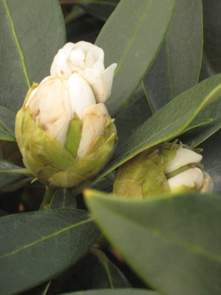 Chionoides Rhododendron (RHODO. CHIONOIDES) - 3 gallon 15"