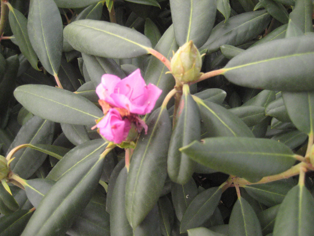 Roseum Elegans Rhododendron (RHODO. ROSEUM ELEGANS) - 3 gallon 15"
