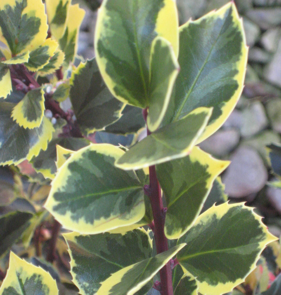 Honeymaid™ Meserve Holly (ILEX X MES. HONEYMAID) - 3 gallon 15"