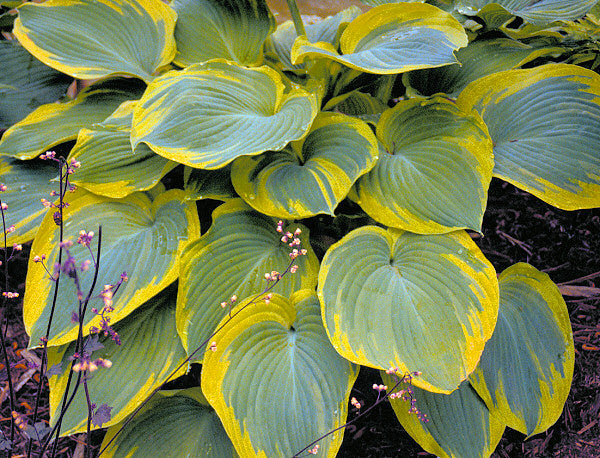 Earth Angel Plantain Lily (HOSTA EARTH ANGEL) - 1 gallon