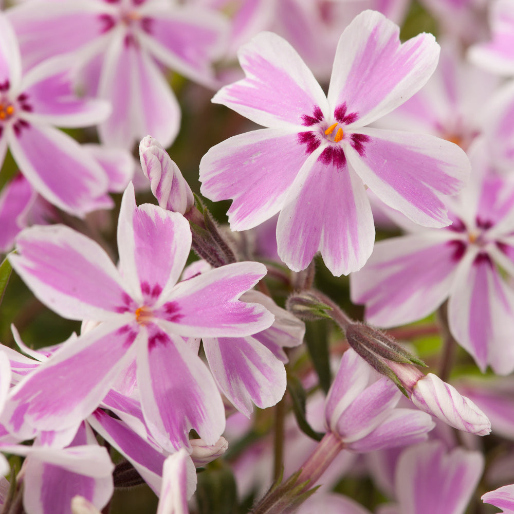 Candy Stripe Creeping Phlox (PHLOX SUB. CANDY STRIPE) - 1 gallon