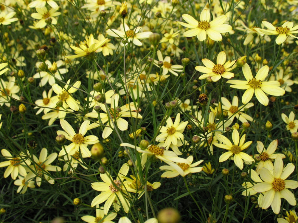 Moonbeam Tickseed (COREOPSIS VERT. MOONBEAM) - 1 gallon