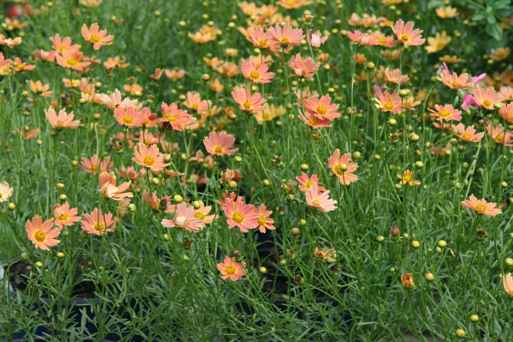 Creme Caramel™ Tickseed (COREOPSIS CREME CARAMEL) - 1 gallon