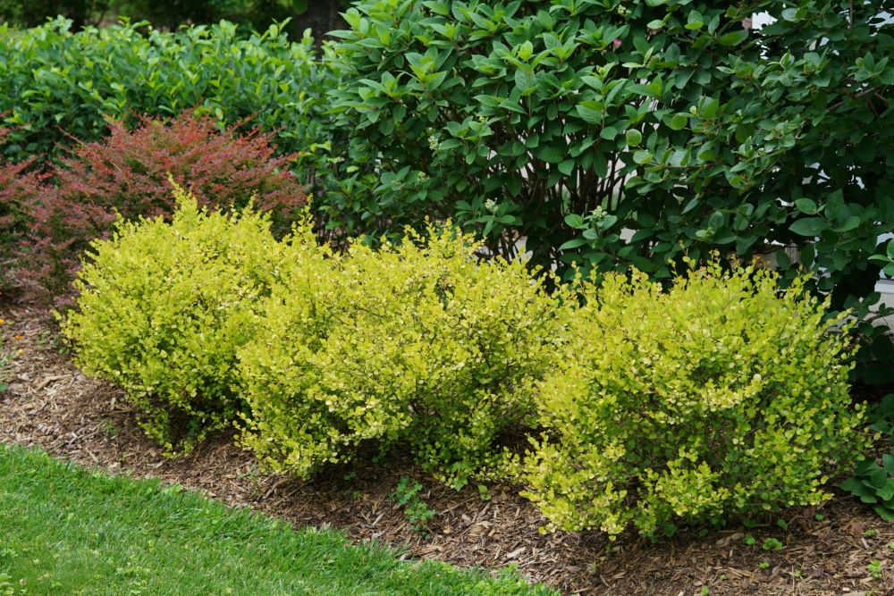 Cesky Gold® Dwarf Birch (BETULA P. CESKY GOLD)