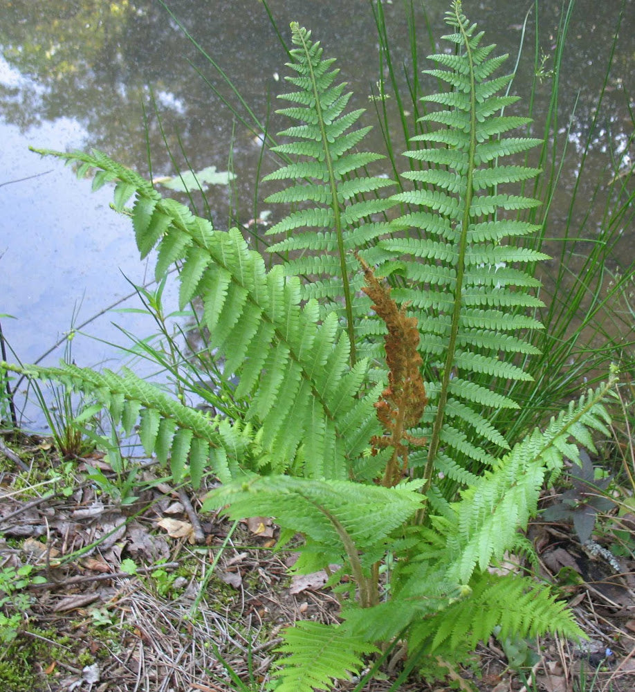 Cinnamon Fern (FERN -CINNAMON) - 1 gallon