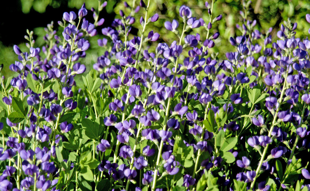 Blue False Indigo (BAPTISIA AUSTRALIS) - 1 gallon
