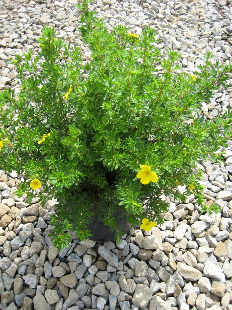Goldfinger Cinquefoil (POTENTILLA FR. GOLDFINGER) - 2 gallon 10"