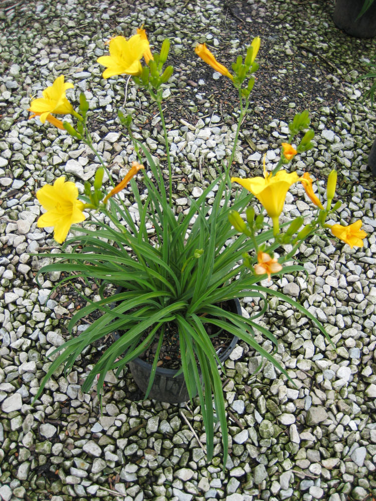 Stella d'Oro Daylily (HEMER STELLA DE ORO) - 1 gallon
