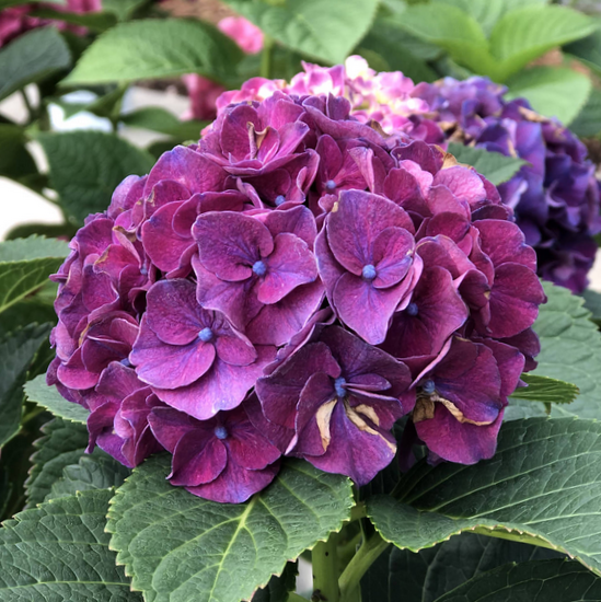 Wee Bit Grumpy® Bigleaf Hydrangea (HYDRANGEA M. WEE BIT GRUMPY) - 2 gallon