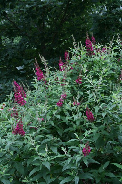 Funky Fuschia™ Butterfly Bush (BUDDLEIA FUNKY FUCHSIA) - 2 gallon