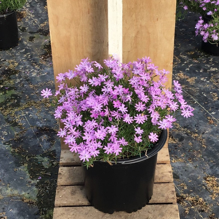 Bedazzled Lavender Hybrid Spring Phlox (PHLOX SUB. BEDAZZLED LAVENDER) - 1 gallon
