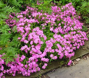 Short and Sweet Wild Pinks / Catchfly (SILENE SHORT AND SWEET) - 1 gallon