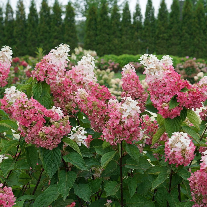 Pinky Winky Prime® Panicle Hydrangea (HYDRANGEA P PINKY WINKY PRIME) - 3 gallon