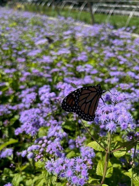 Blue Mistflower (EUPATORIUM COELESTINUM) - 1 gallon