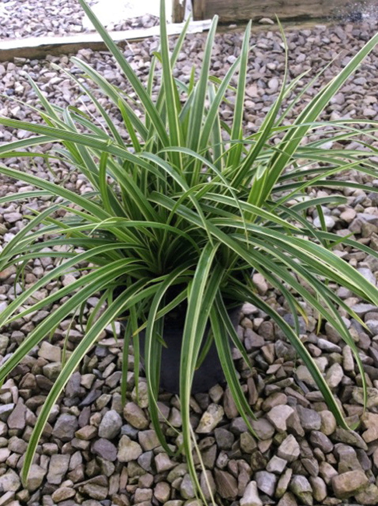 Ice Dance Sedge (GRASS - CAREX ICE DANCE) - 1 gallon