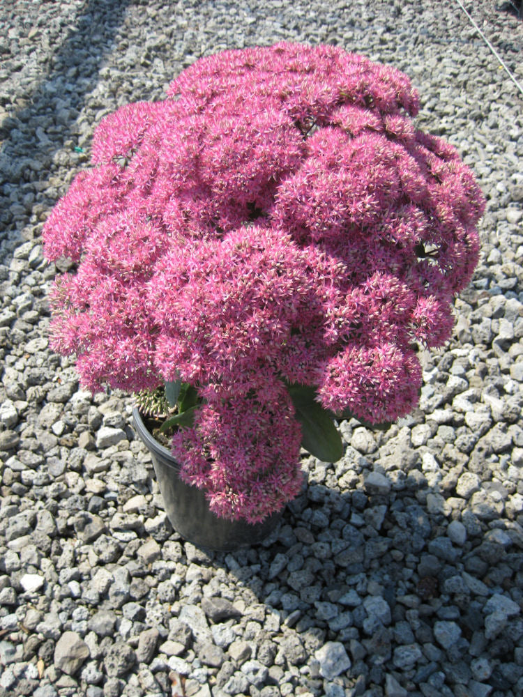 Mr. Goodbud Stonecrop (SEDUM MR. GOODBUD) - 1 gallon