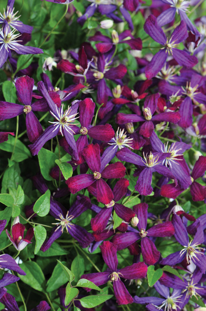 'Sweet Summer Love' Clematis (CLEMATIS SWEET SUMMER LOVE) - 1 gallon