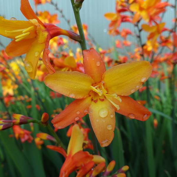 Orange Pekoe Montbretia (CROCOSMIA X ORANGE PEKOE) - 1 gallon