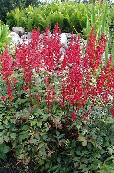 Fanal Astilbe (ASTILBE FANAL) - 1 gallon