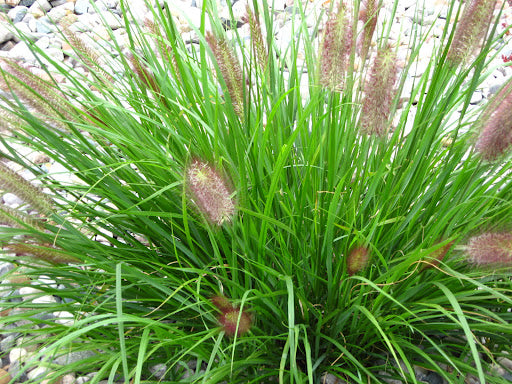 Red Head Fountain Grass (GRASS - PE. AL. RED HEAD) - 1 gallon
