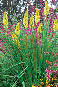 Pineapple Popsicle Dwarf Poker (KNIPHOFIA PINEAPPLE POPSICLE) - 1 gallon