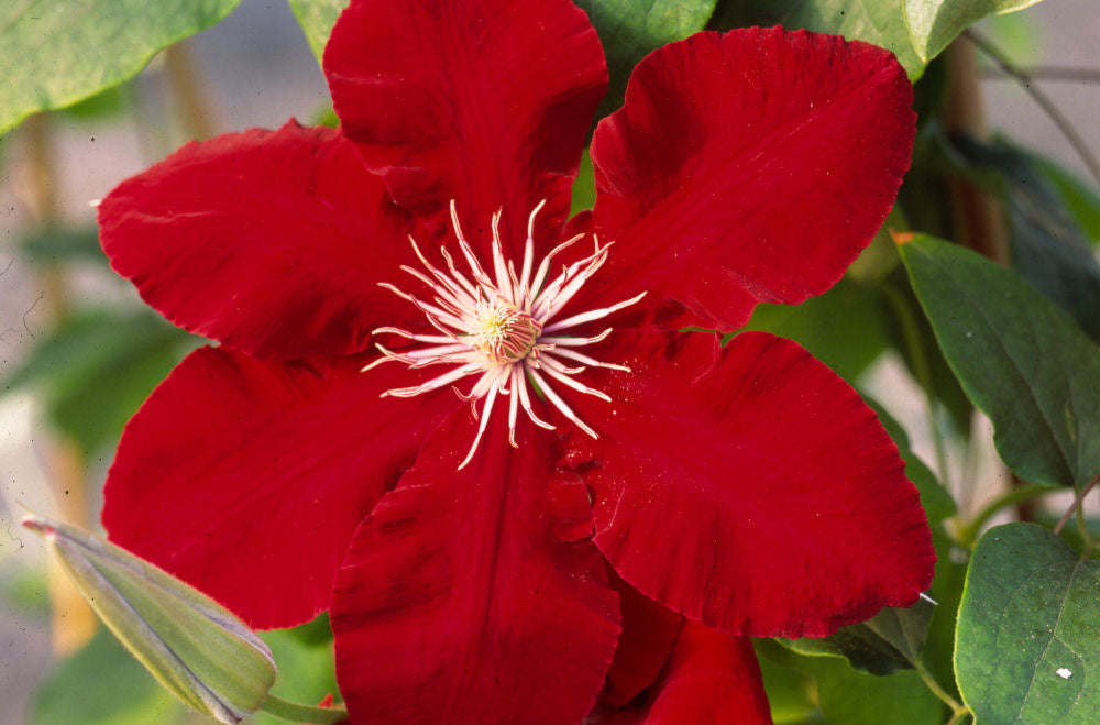 Rebecca™ Clematis (CLEMATIS REBECCA) - 1 gallon