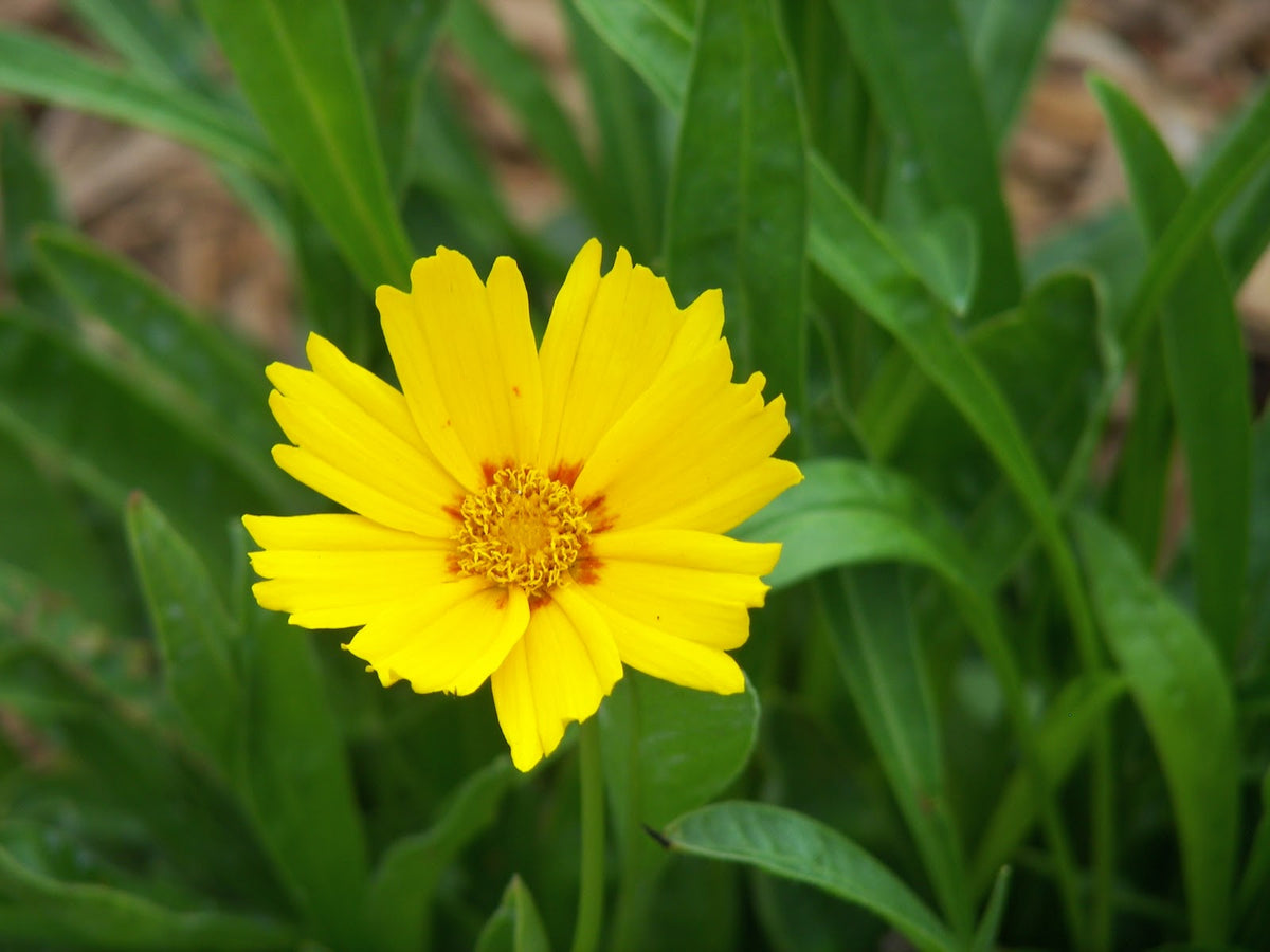 Baby Sun Tickseed (Coreopsis grandiflora 'Baby Sun') - QT
