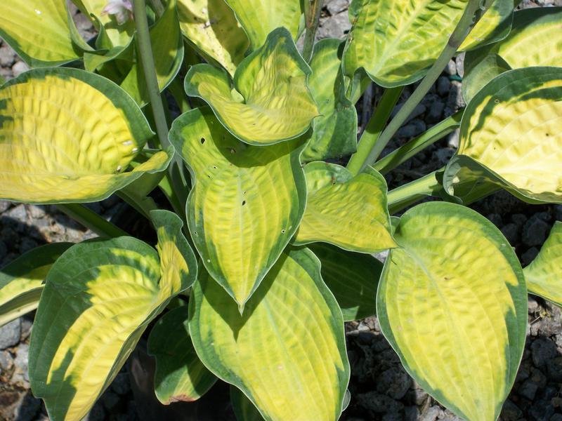 Paul’s Glory Plantain Lily (HOSTA PAULS GLORY) - 1 gallon