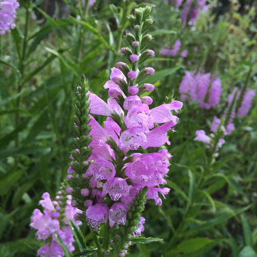 Pink Manners Obedient Plant (PHYSOSTEGIA PINK MANNERS) - 1 gallon