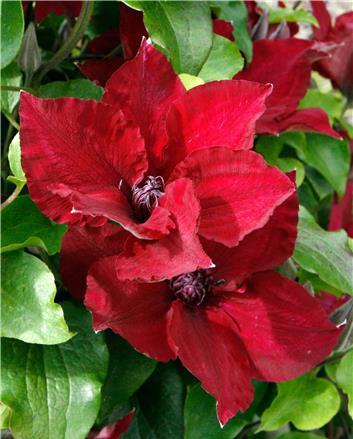 Nubi™ Clematis (CLEMATIS NUBIA) - 1 gallon
