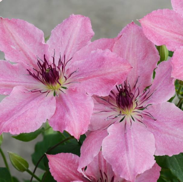 Sarah Elizabeth™ Clematis (CLEMATIS SARAH ELIZABETH) - 1 gallon
