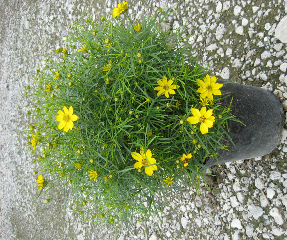 Zagreb Tickseed (COREOPSIS VERT. ZAGREB) - 1 gallon