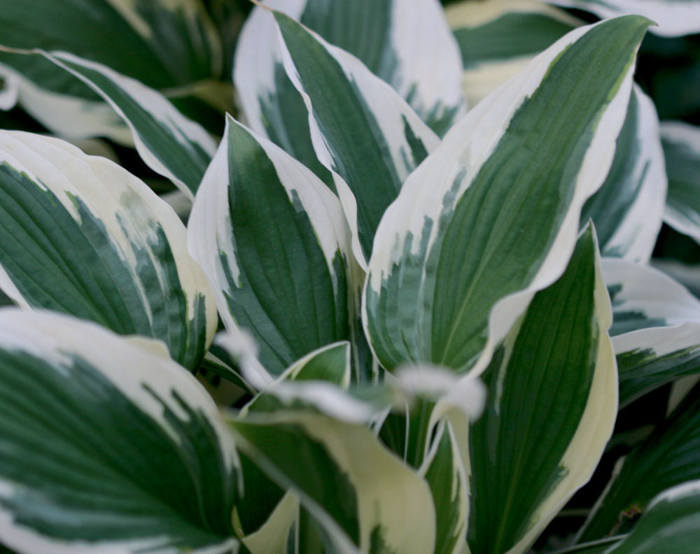 Patriot Plantain Lily (HOSTA PATRIOT) - 1 gallon