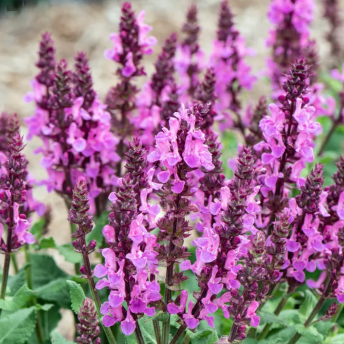 Rose Marvel Salvia (SALVIA NEMEROSA ROSE MARVEL) - 1 gallon